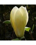 Магнолія гібридна Єллоу Лантерн | Magnolia hybrid Yellow Lantern | Магнолия гибридная Еллоу Лантерн
